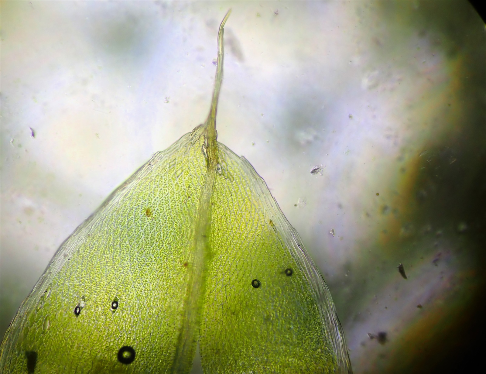 Ptychostomum capillare (Capillary Thread-moss) (alternate view 6)