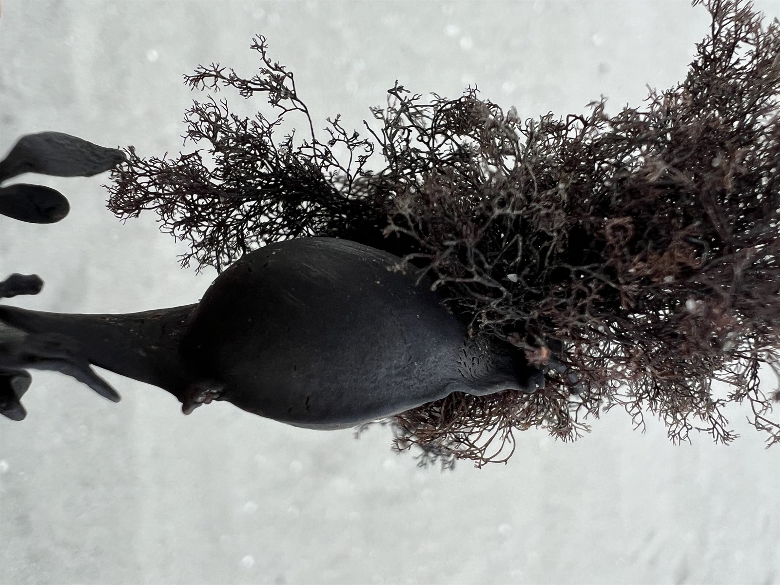 Vertebrata lanosa (Wrack Siphon Weed) (alternate view 9)