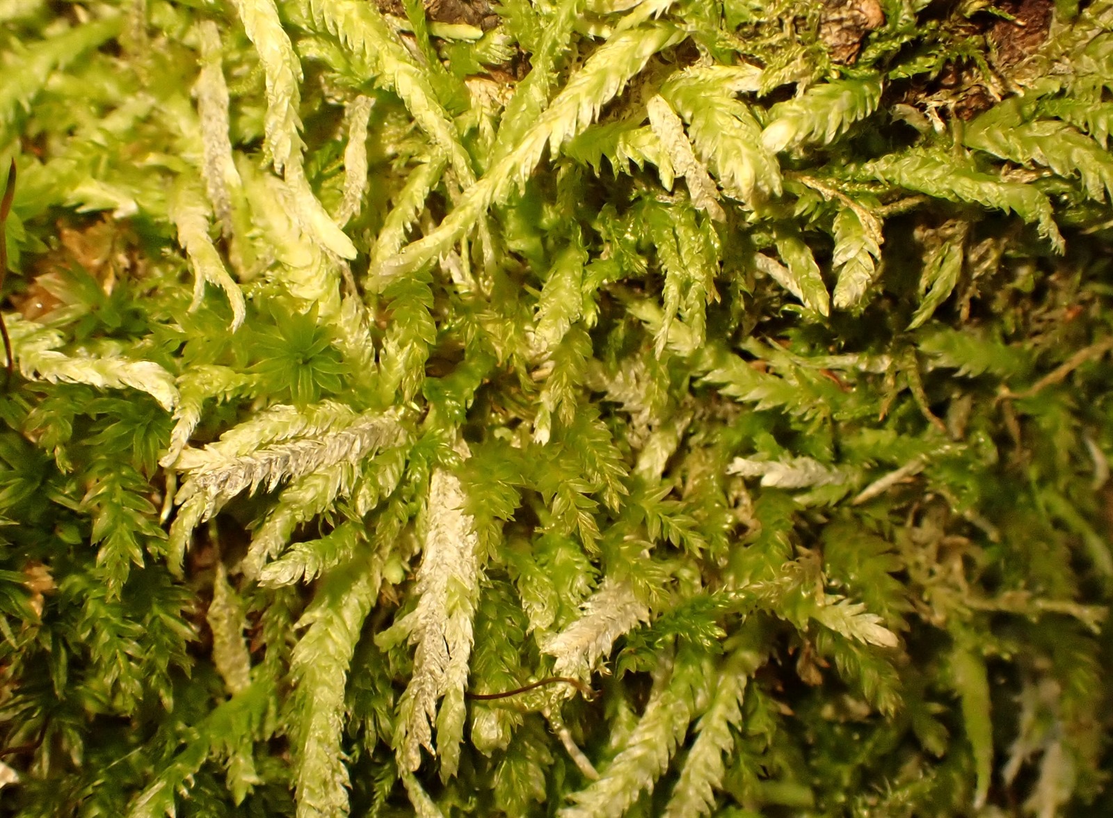 Plagiothecium undulatum (Waved Silk-moss) (alternate view 12)
