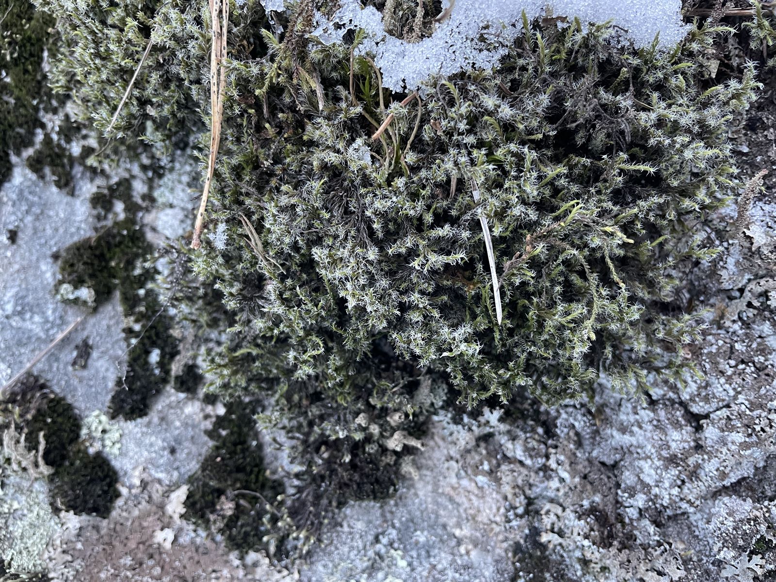 Racomitrium lanuginosum (Woolly Fringe-moss) (alternate view 8)