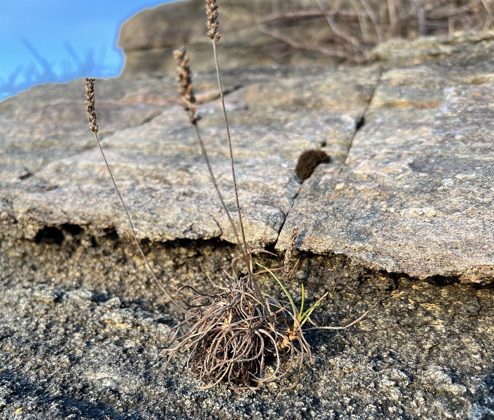 Plantago maritima (Sea Plantain) (alternate view 11)