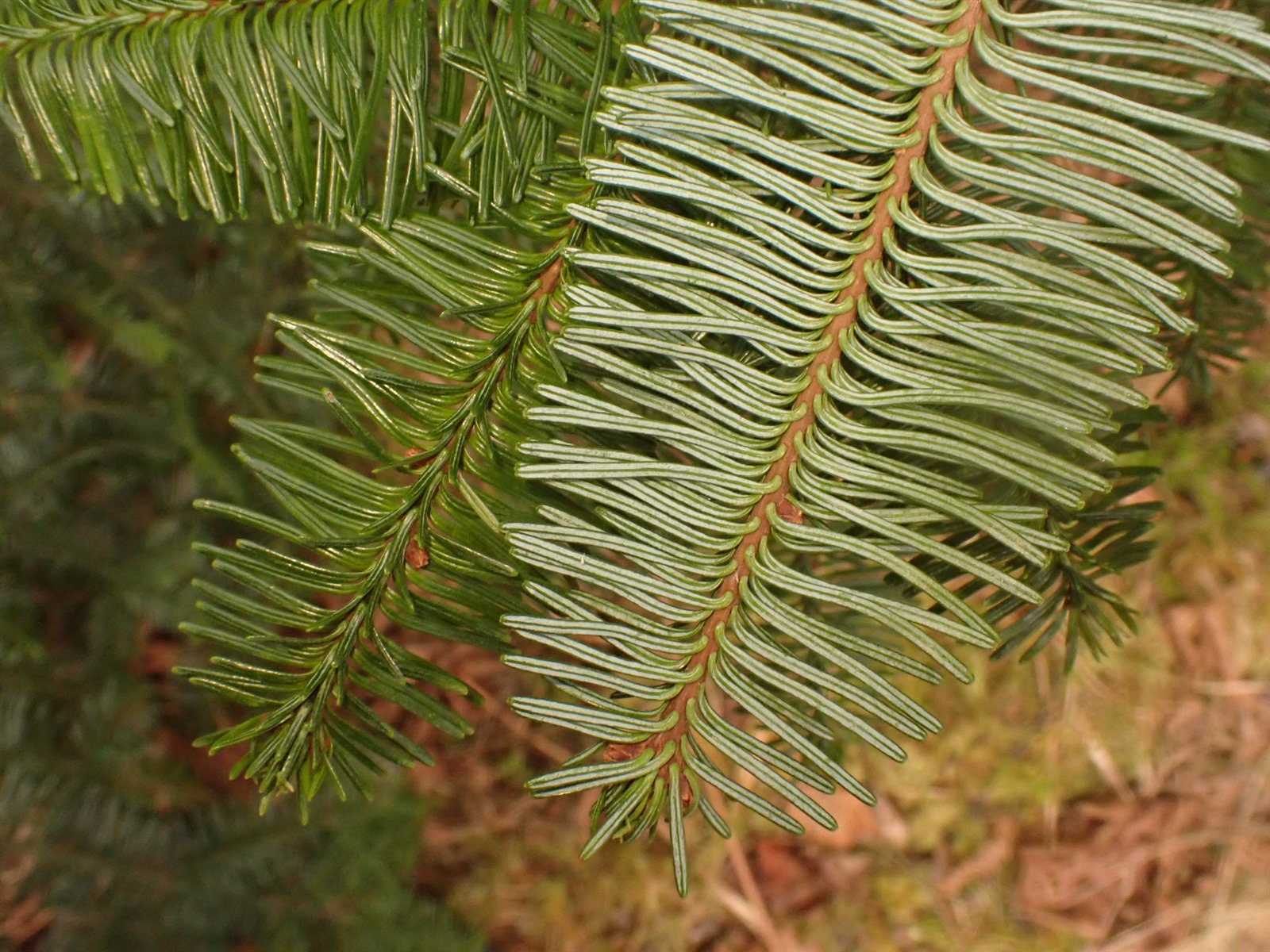 Abies procera (Noble Fir)