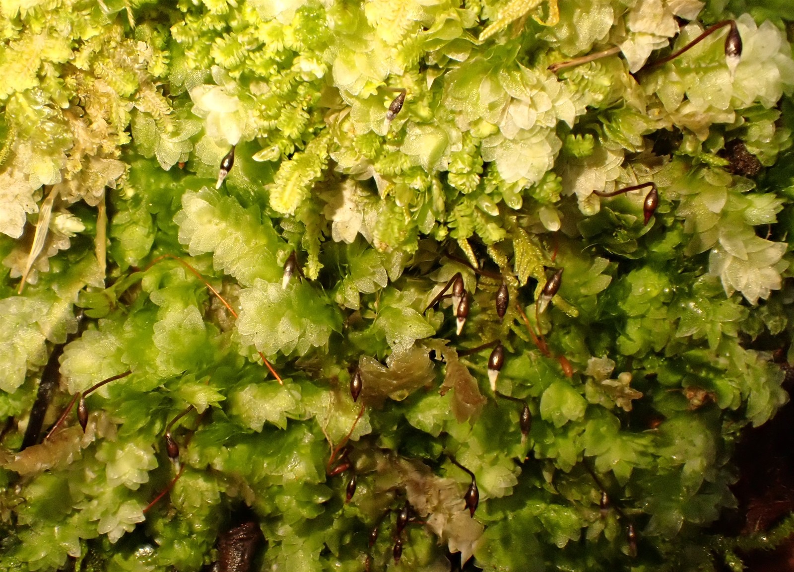 Hookeria lucens (Shining Hookeria) (alternate view 13)