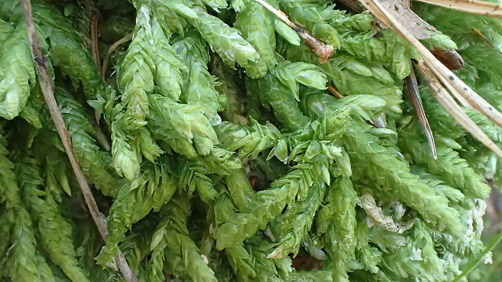 Plagiothecium undulatum (Waved Silk-moss) (alternate view 11)