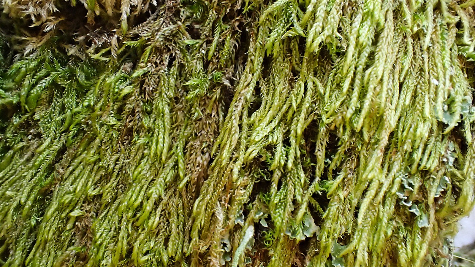 Hypnum andoi (mamillate plait-moss) (alternate view 11)