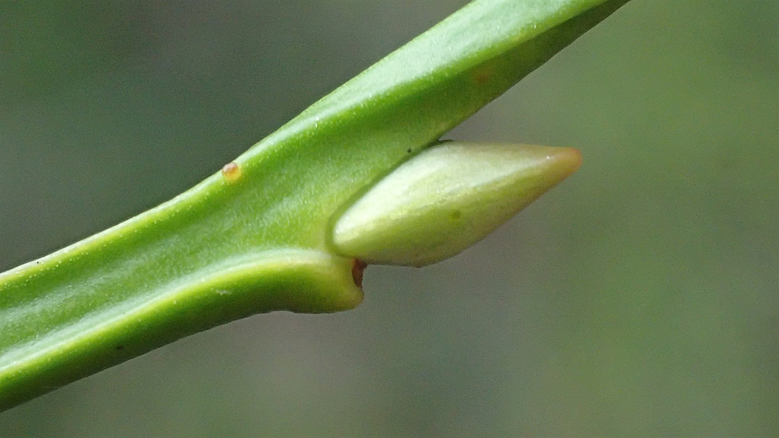 Vaccinium myrtillus (common bilberry) (alternate view 14)