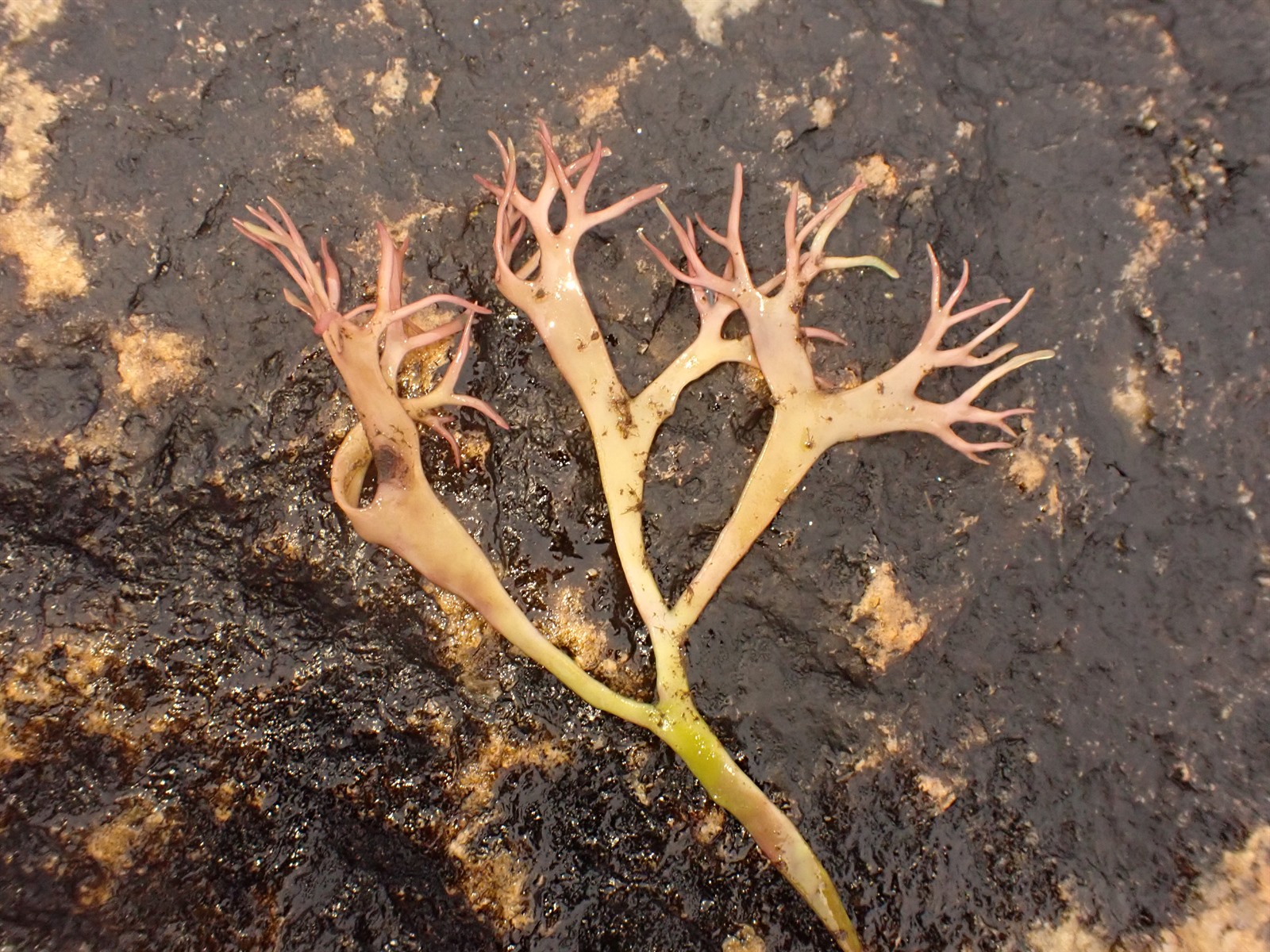 Chondrus crispus (Irish Moss) (alternate view 11)