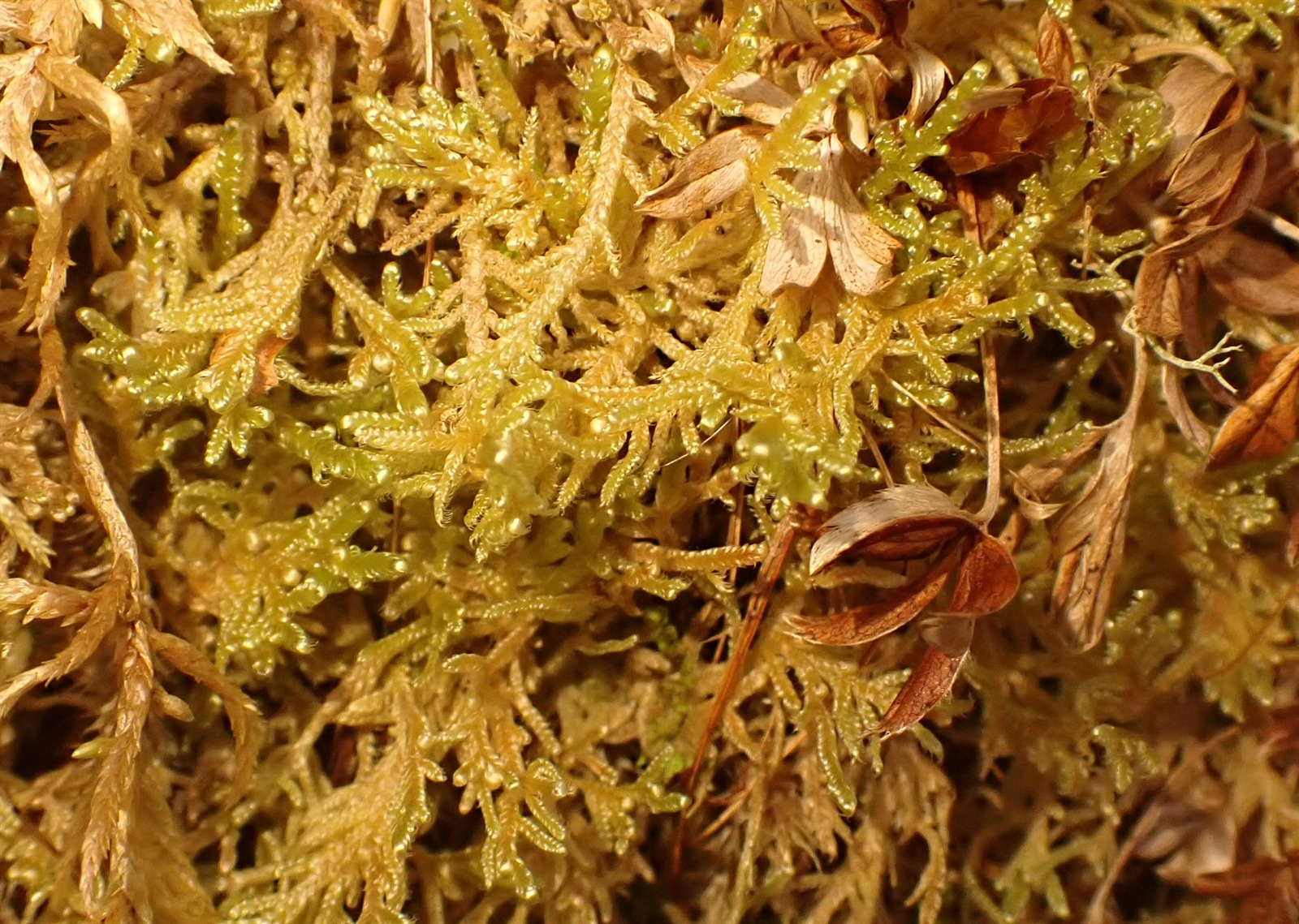 Hypnum jutlandicum (Heath Plait-moss) (alternate view 10)