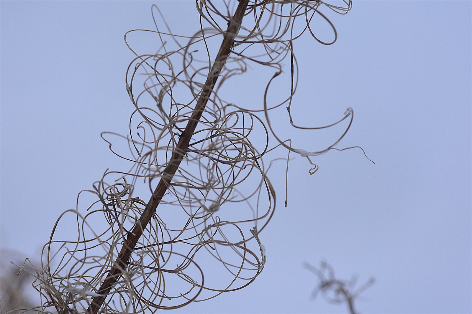Chamaenerion angustifolium (Fireweed) (alternate view 2)
