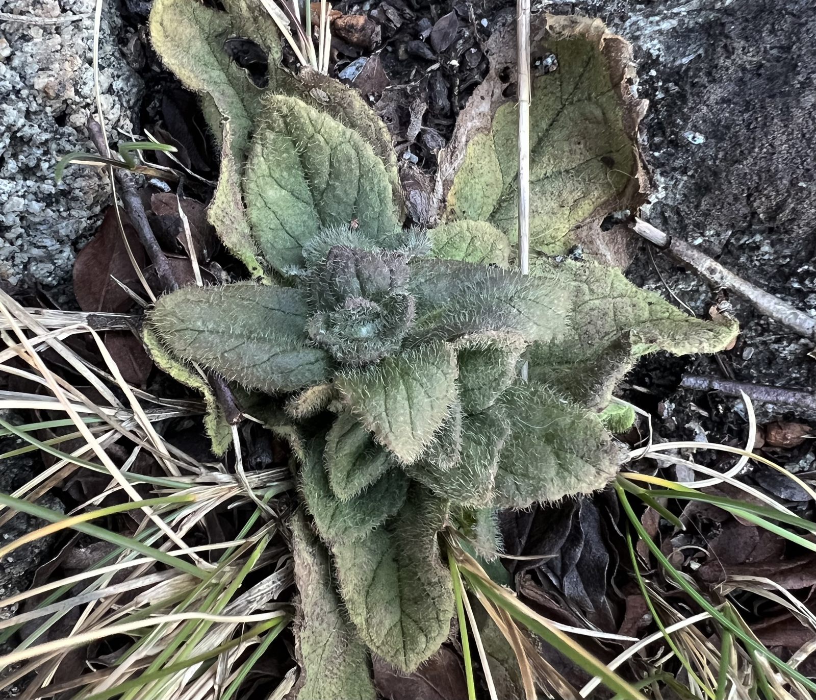 Ajuga (Bugles) (alternate view 2)