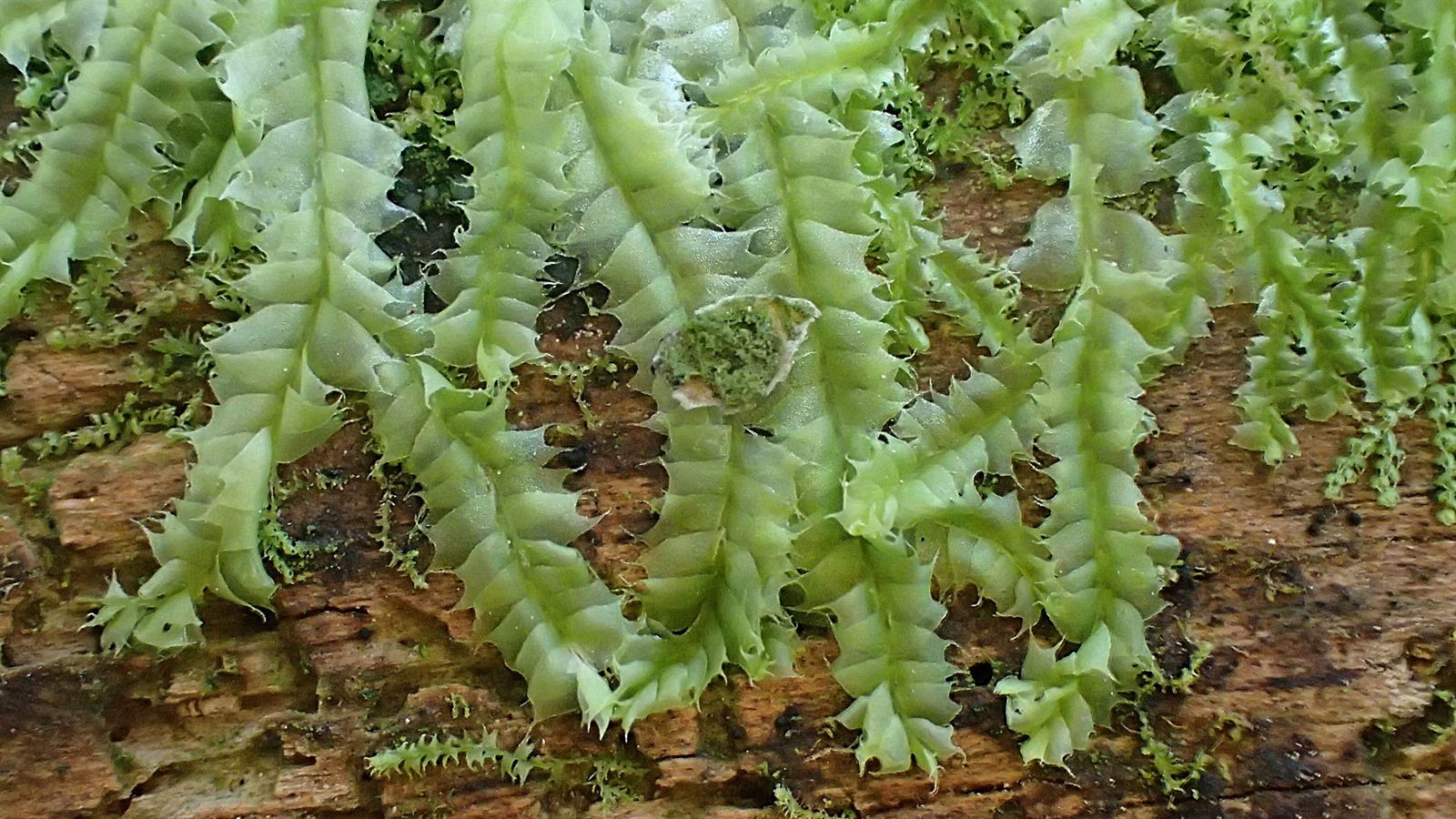 Lophocolea bidentata (Bifid Crestwort) (alternate view 13)
