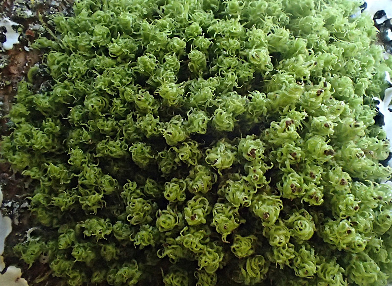 Plenogemma phyllantha (Frizzled Pincushion) (alternate view 7)