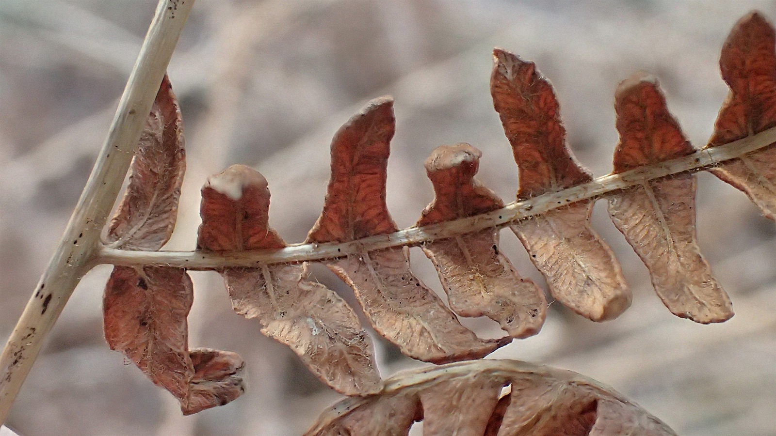 Pteridium aquilinum (bracken fern) (alternate view 11)