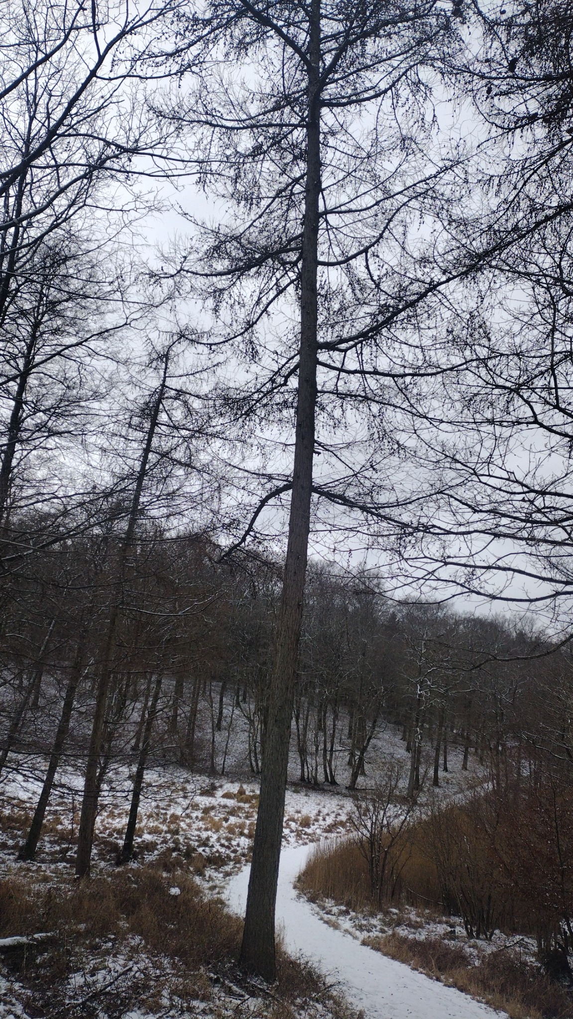 Larix decidua (European Larch) (alternate view 9)