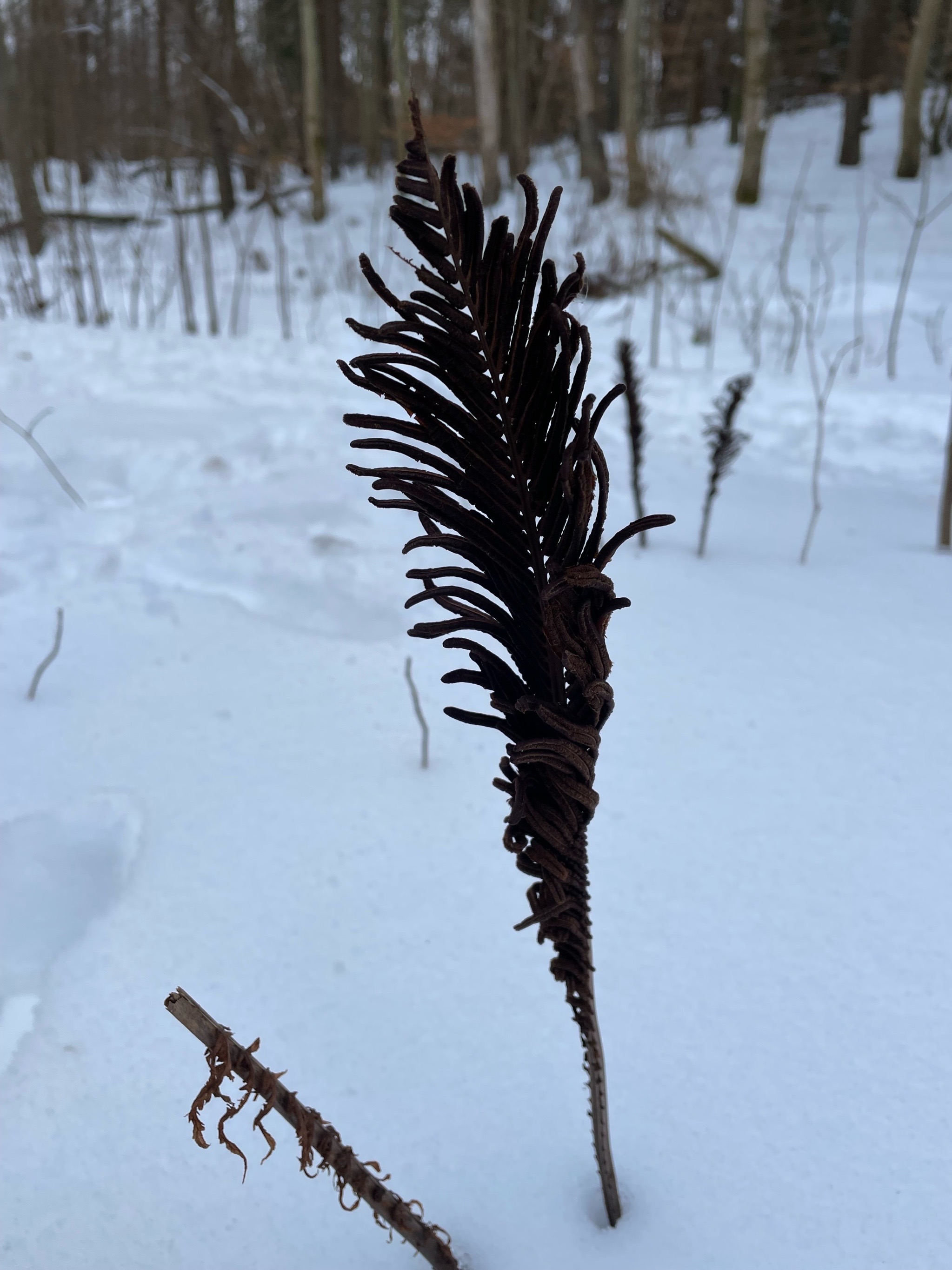 Matteuccia struthiopteris (Ostrich Fern) (alternate view 11)