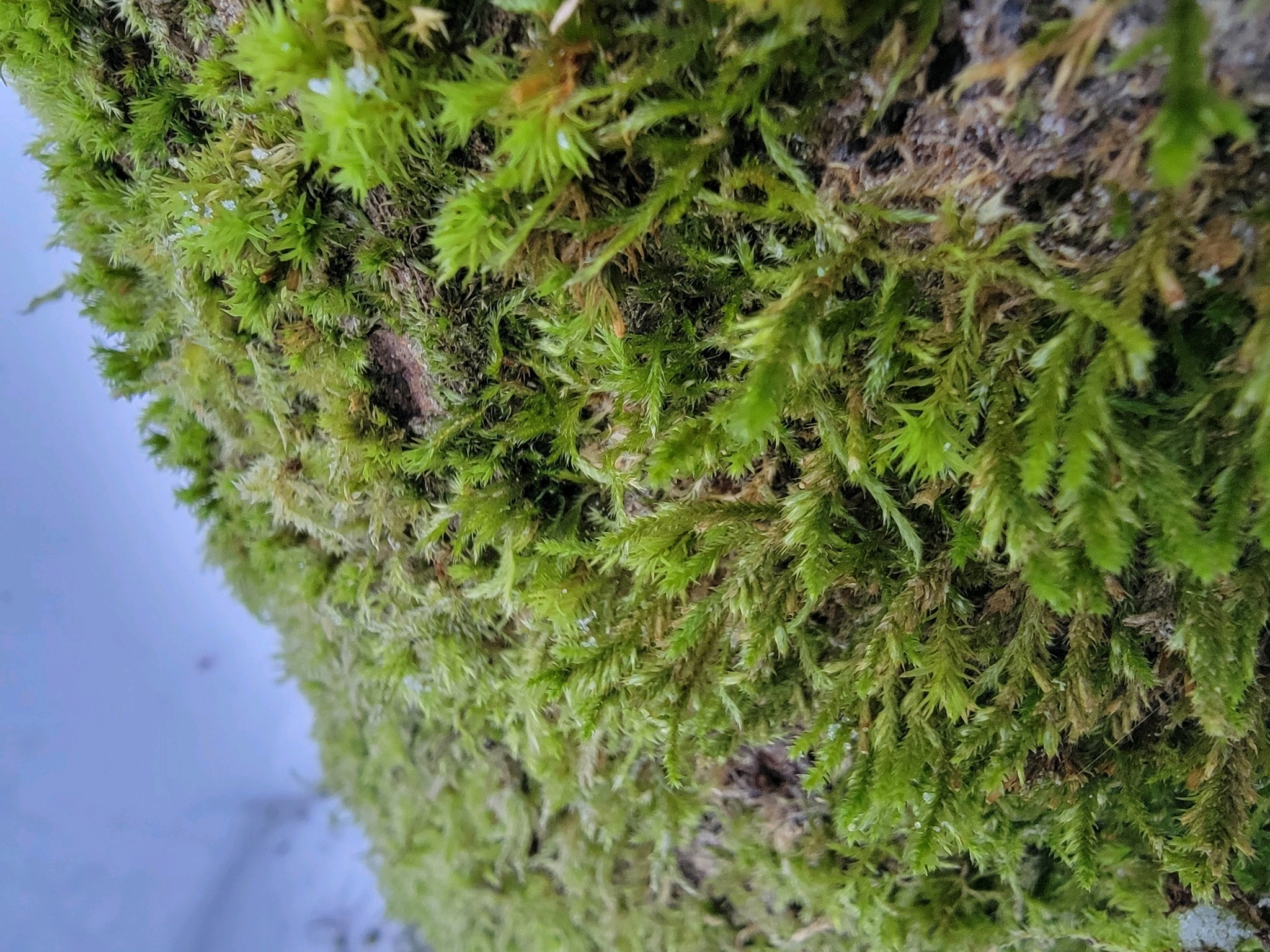 Cryphaea heteromalla (Lateral Cryphaea) (alternate view 13)