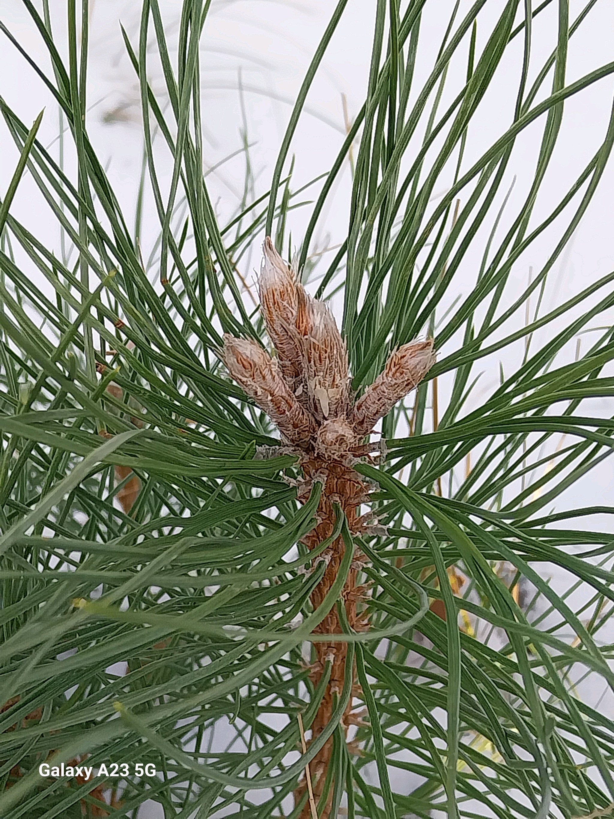 Pinus nigra (Austrian Pine)