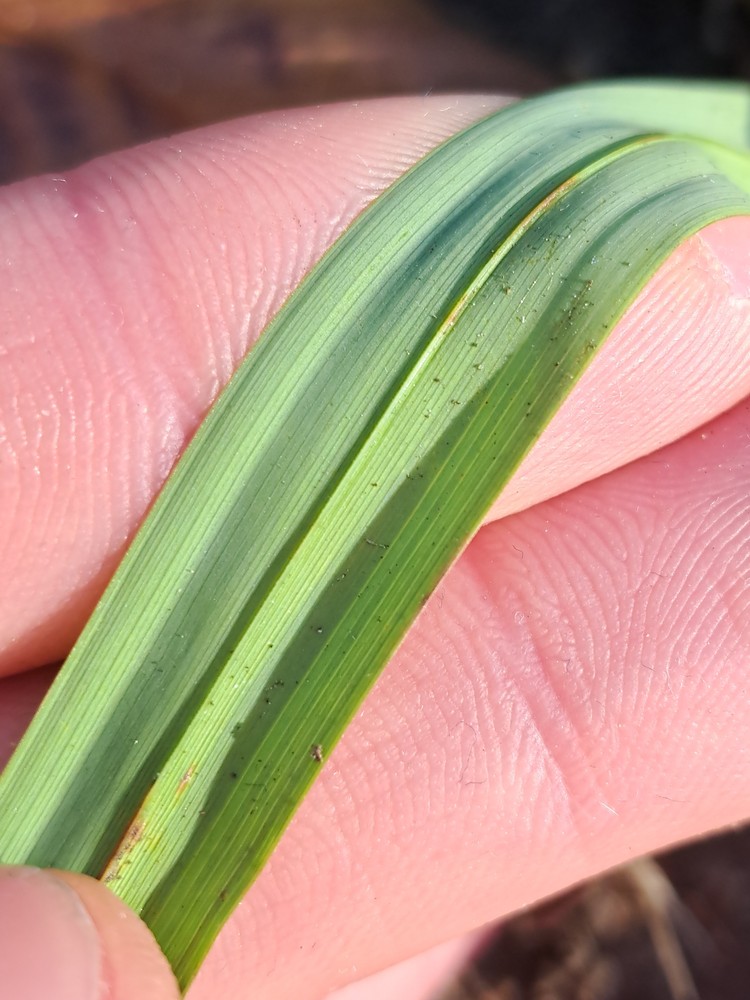 Carex pendula (Hanging sedge) (alternate view 11)