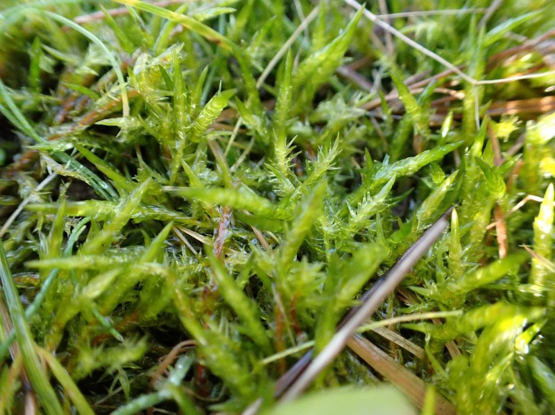 Calliergonella cuspidata (Pointed Spear-moss) (alternate view 11)