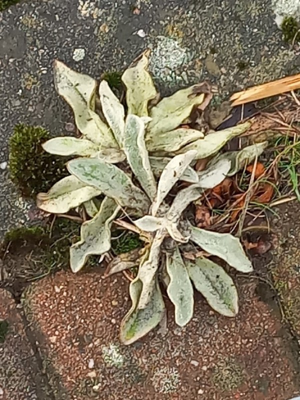 Silene coronaria (Rose campion) (alternate view 10)