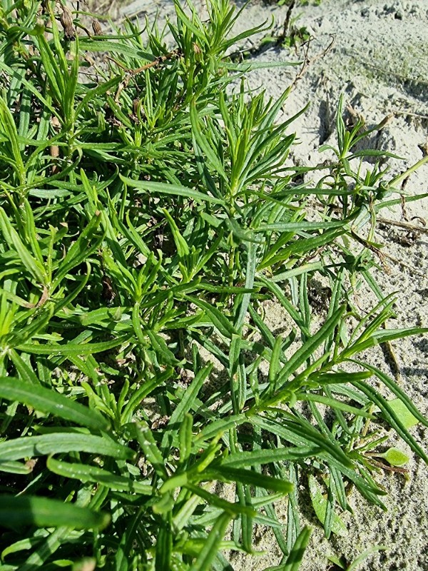 Senecio inaequidens (Narrow-leaved Ragwort) (alternate view 14)