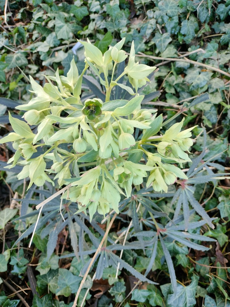 Helleborus foetidus (Stinking hellebore) (alternate view 11)