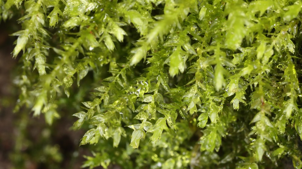 Oxyrrhynchium hians (Swartz's Feather-moss) (alternate view 7)