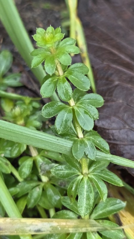 Galium mollugo (Hedge Bedstraw) (alternate view 11)