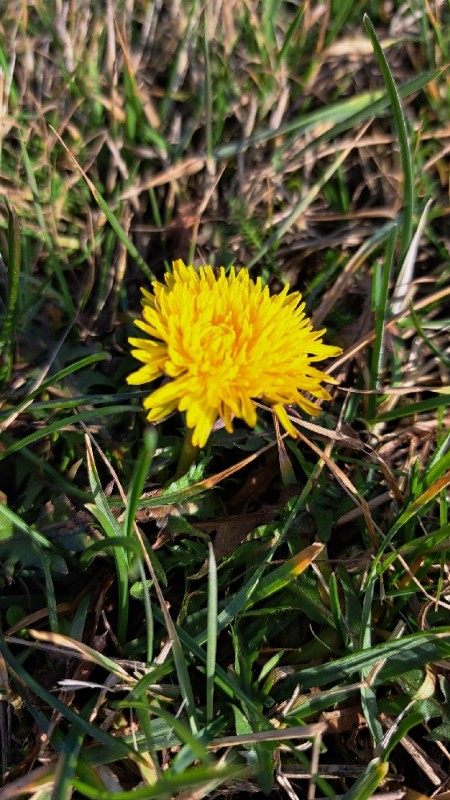 Taraxacum officinale (Dandelion Greens) (alternate view 12)