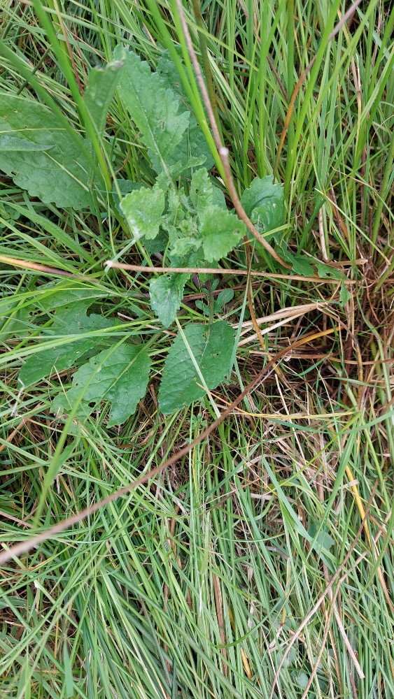 Jacobaea aquatica (Marsh Ragwort) (alternate view 12)