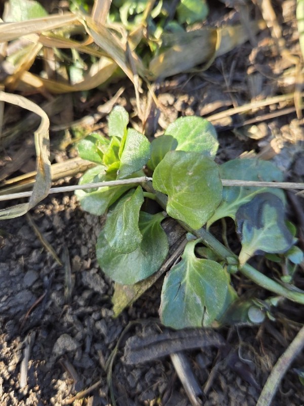 Lysimachia nummularia (creeping Jenny) (alternate view 11)