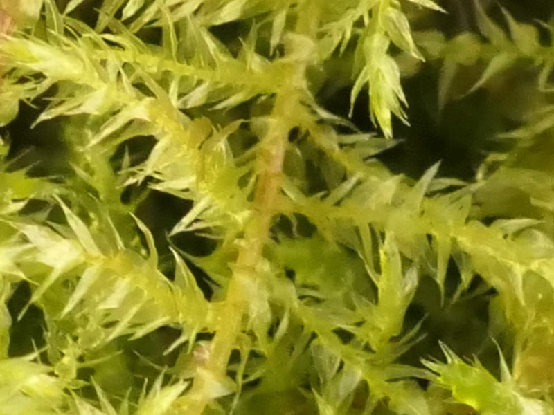 Kindbergia praelonga (Common Feather-moss) (alternate view 11)