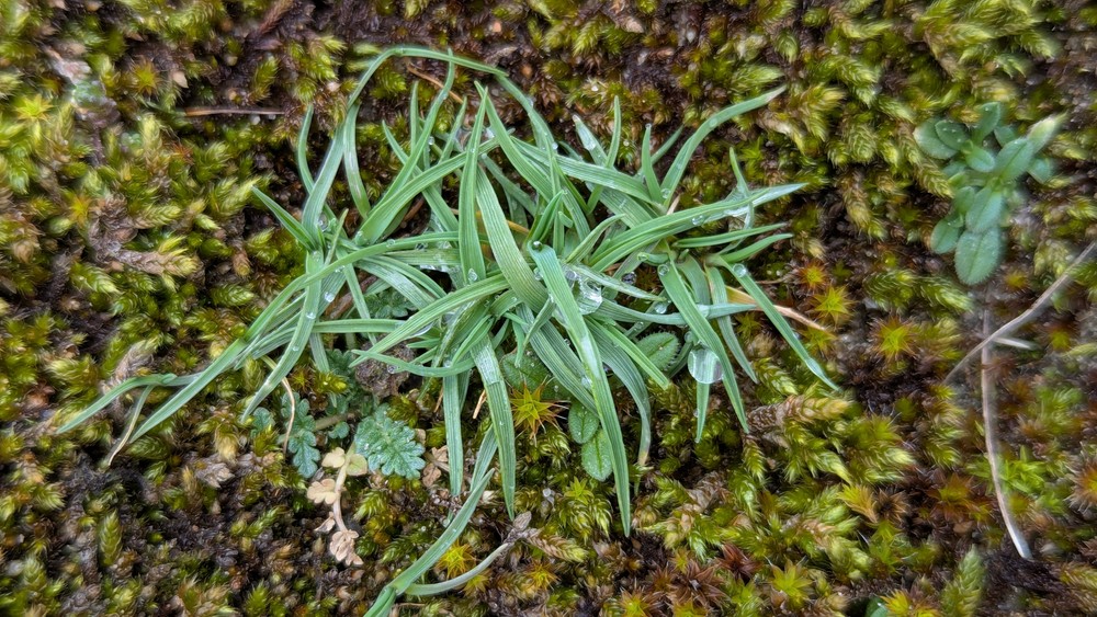 Phleum (Timothies)