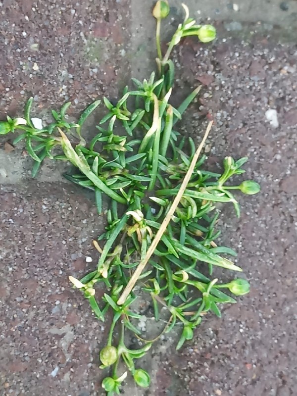 Sagina procumbens (pearlwort) (alternate view 11)