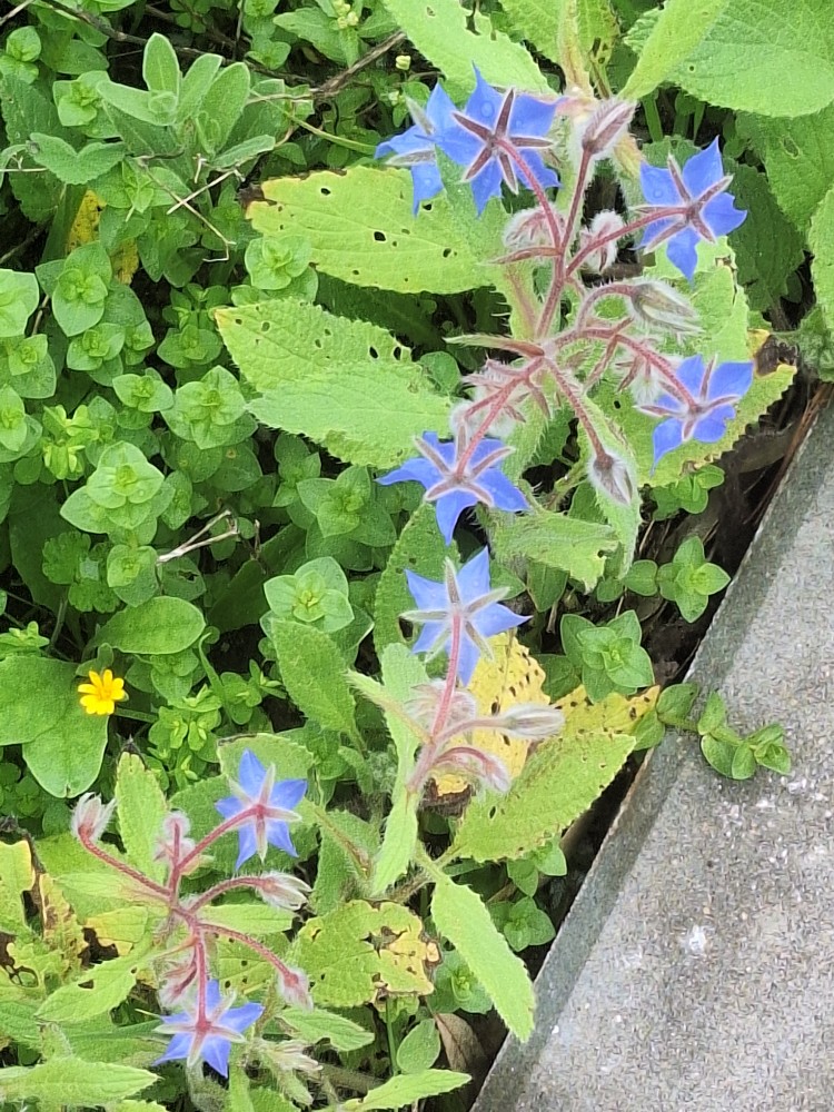 Borago officinalis (borage) (alternate view 11)