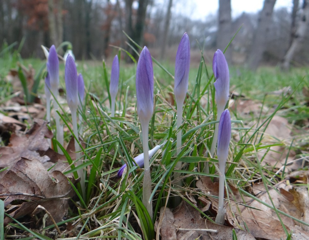 Crocus tommasinianus (Tommasini's Crocus) (alternate view 11)