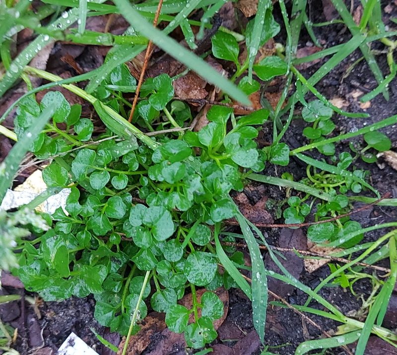 Cardamine hirsuta (shotweed) (alternate view 14)