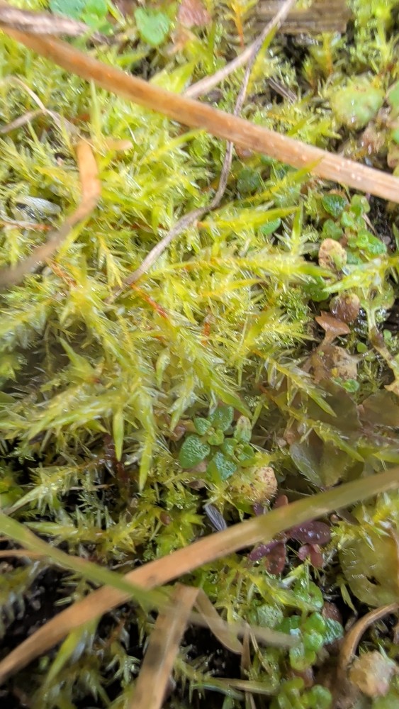 Calliergonella cuspidata (Pointed Spear-moss) (alternate view 13)