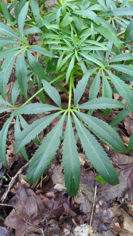 Helleborus foetidus (Stinking hellebore) (alternate view 10)