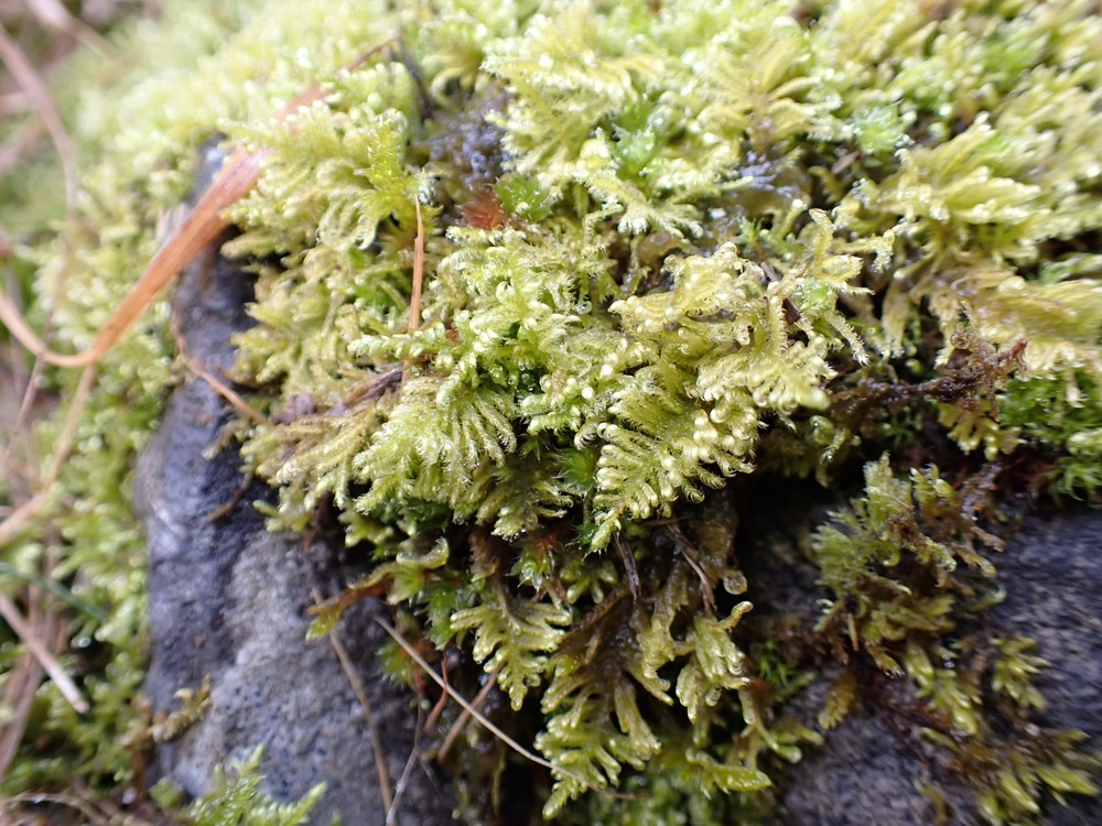Ctenidium molluscum (Comb-moss) (alternate view 13)