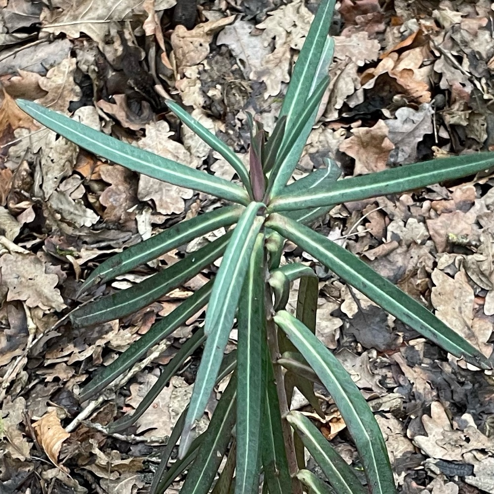 Euphorbia lathyris (caper spurge) (alternate view 11)