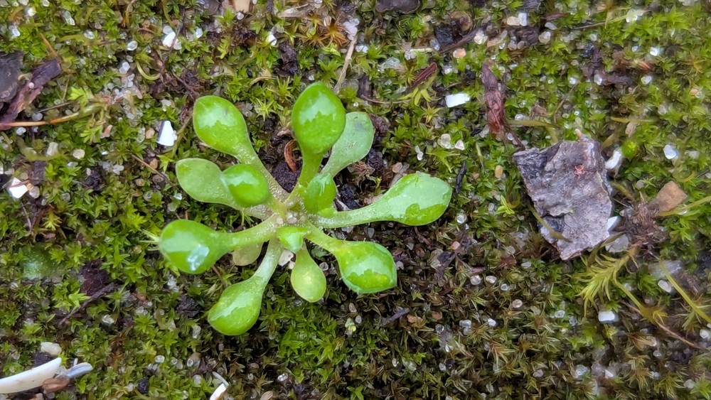 Saxifraga tridactylites (Rue-leaved Saxifrage) (alternate view 15)