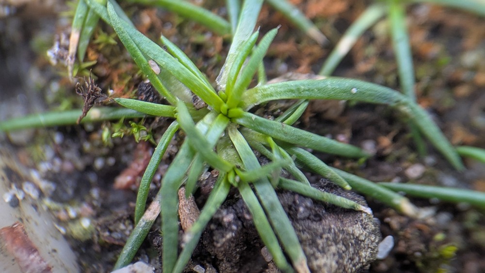 Sagina procumbens (pearlwort) (alternate view 12)