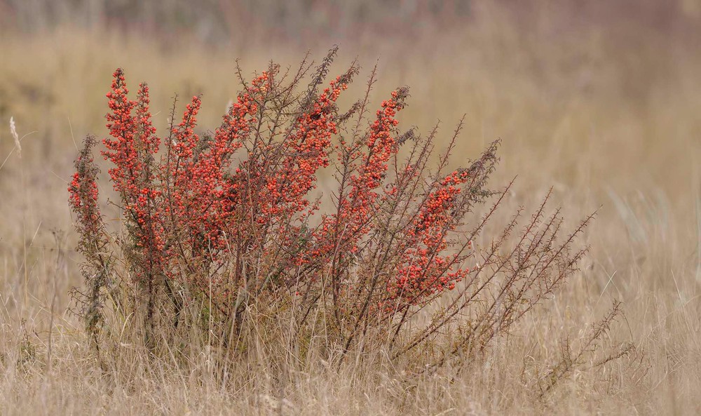 Berberis (Barberries)