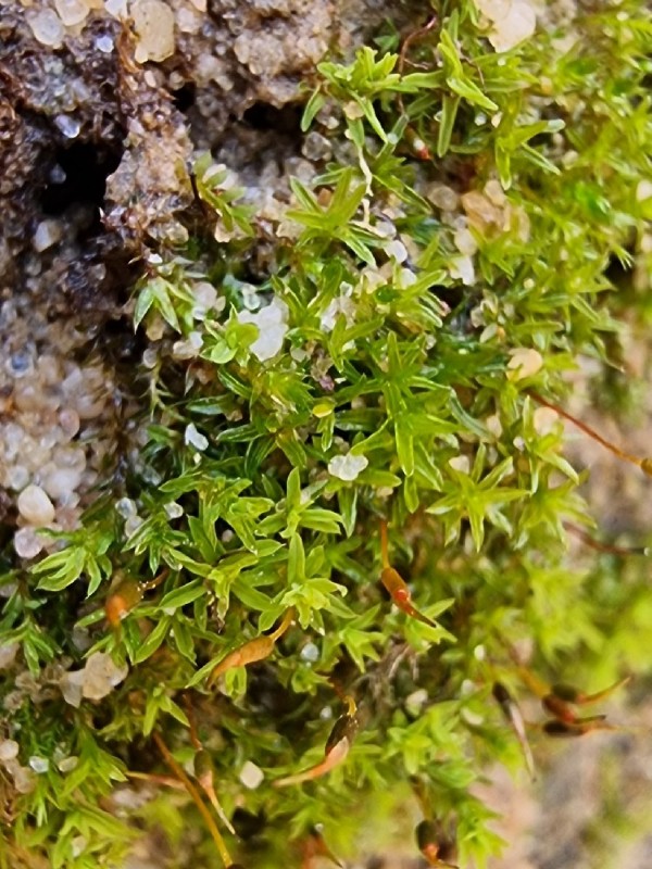 Barbula unguiculata (Bird's-Claw Beard-Moss) (alternate view 9)