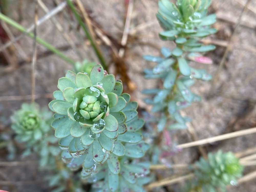 Euphorbia paralias (Sea Spurge) (alternate view 11)