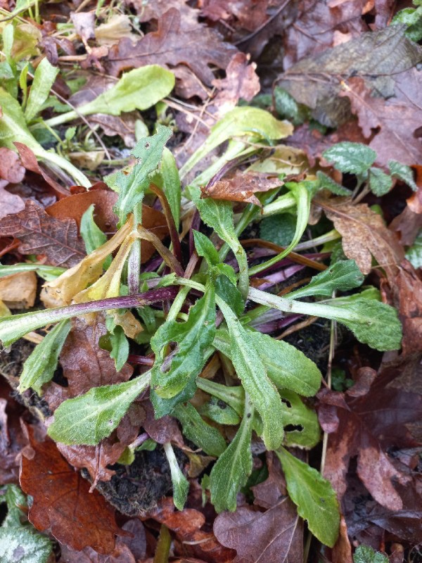 Silene dioica (red campion) (alternate view 11)