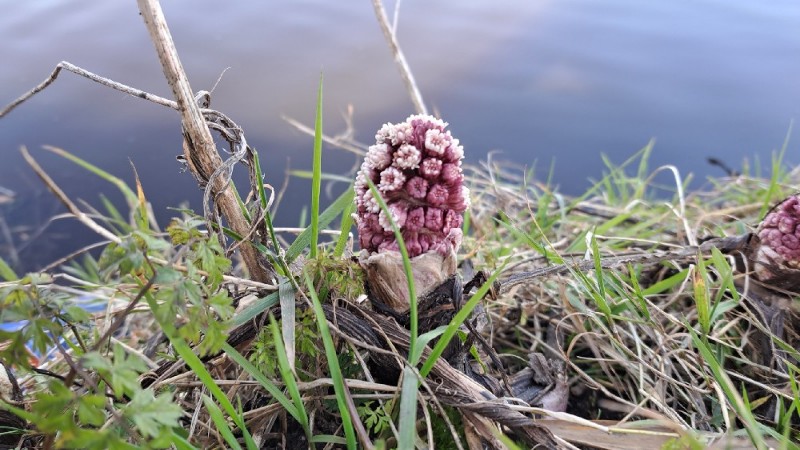Petasites (Butterburs)