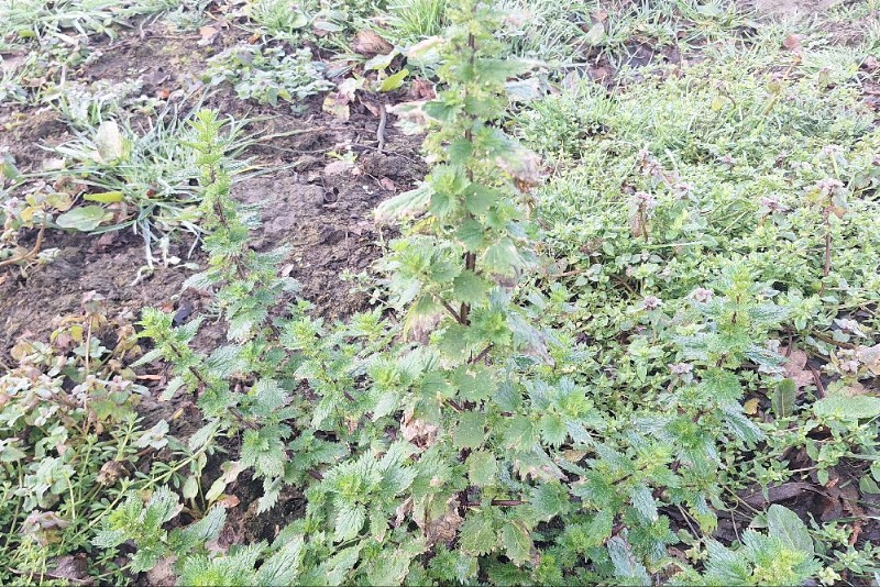 Urtica urens (small nettle) (alternate view 12)