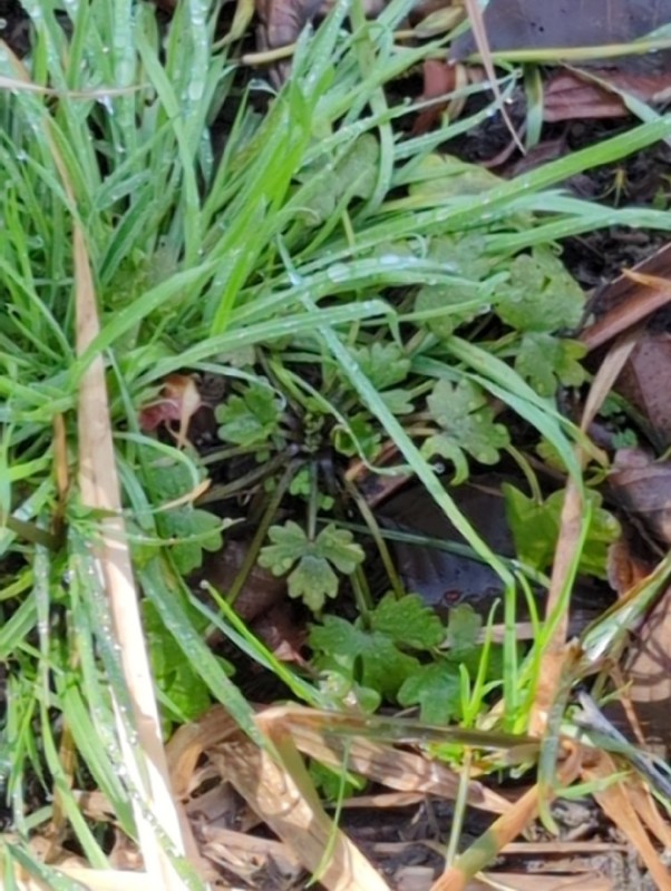 Ranunculus sceleratus (cursed crowfoot) (alternate view 12)